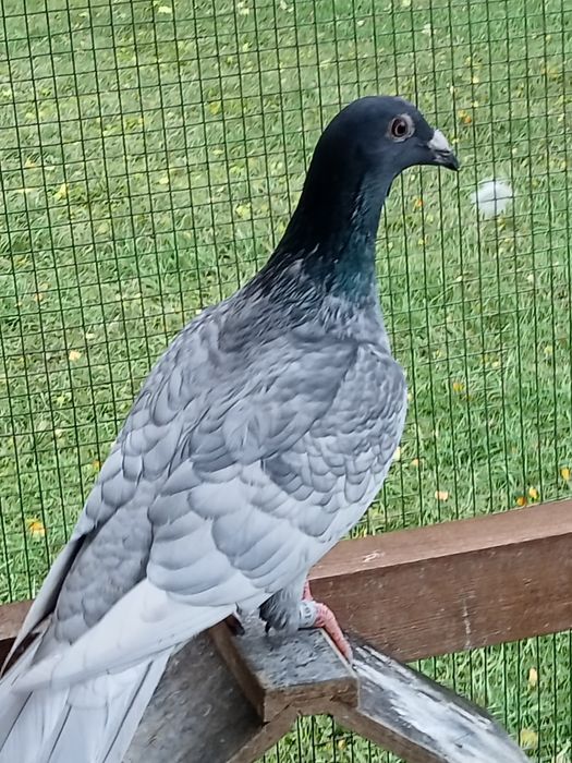 Gołębie pocztowe Andaluzy