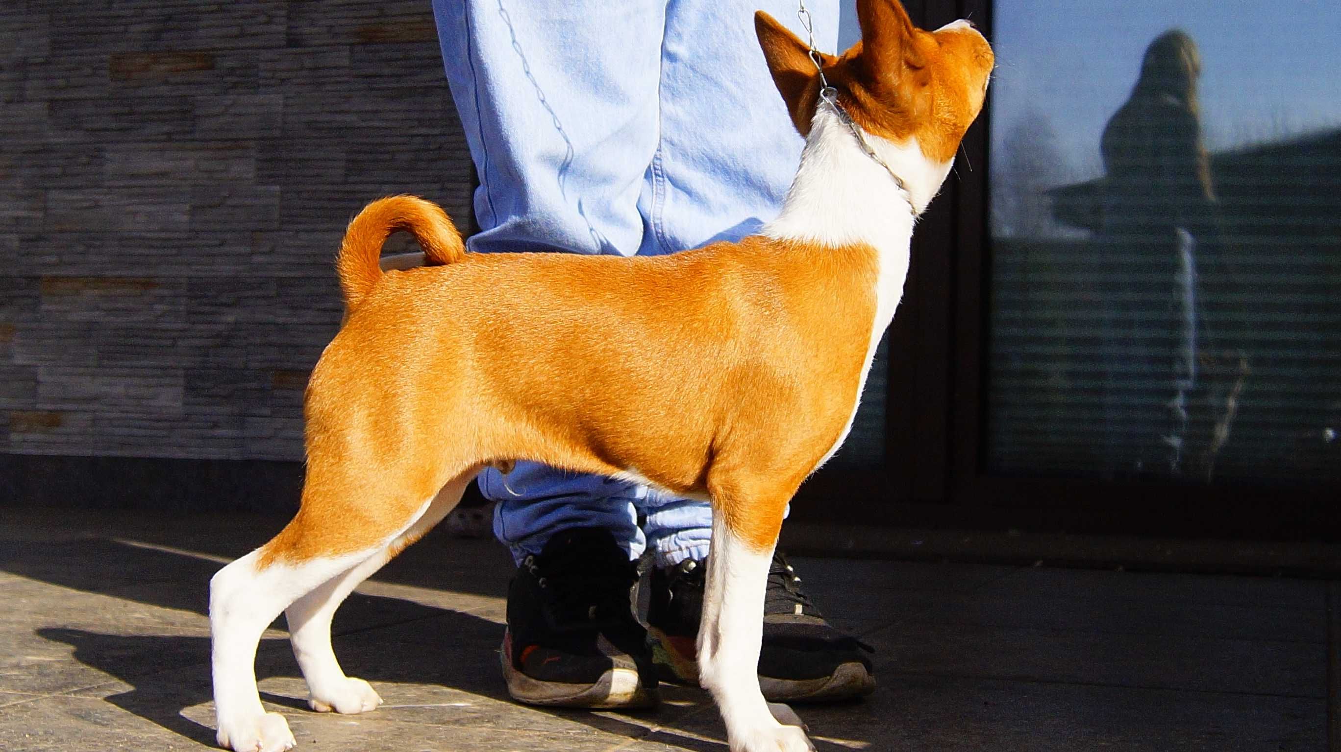 Pies, który nie szczeka! BASTER Basenji,do odbioru,ZKwP/FCI po Int.Ch.