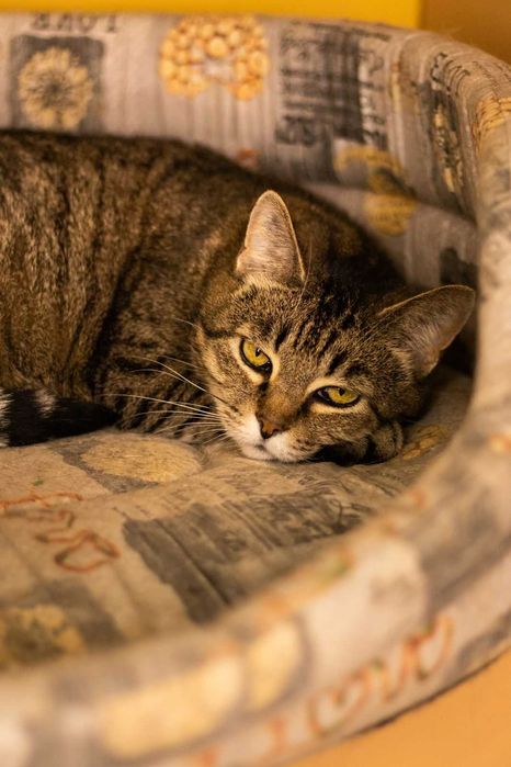 Полосатое счастье ИЩЕТ ДОМ