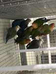 Lote de 10 agapornis rossicolis