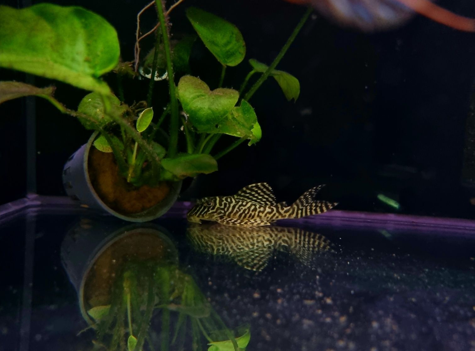 Zbrojnik L066 pleco WF/ Hypancistrus cf. debilittera (L066)