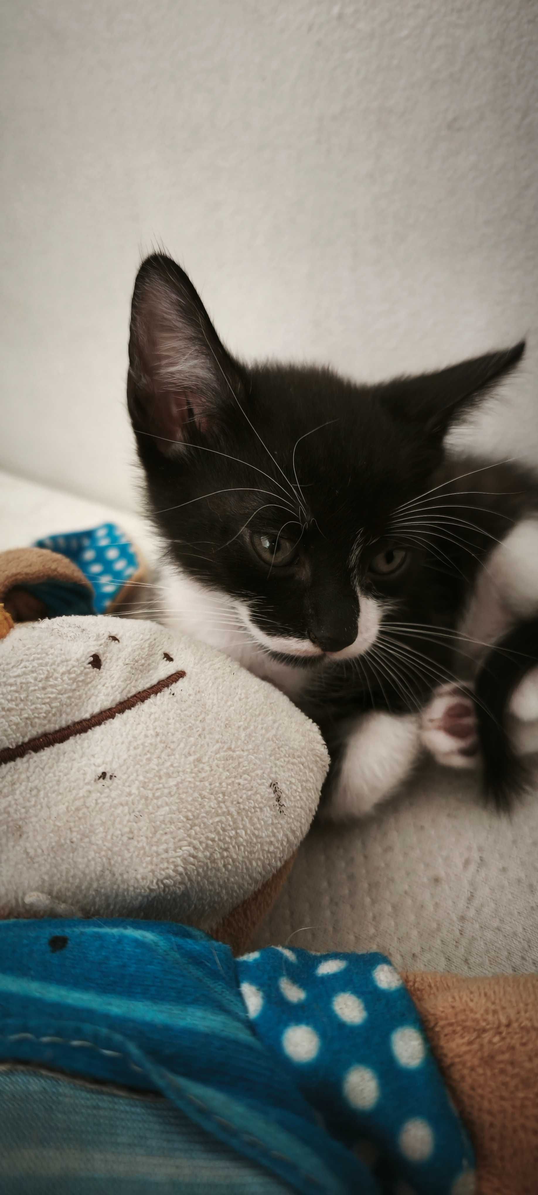Gatinhos fofos para adoção