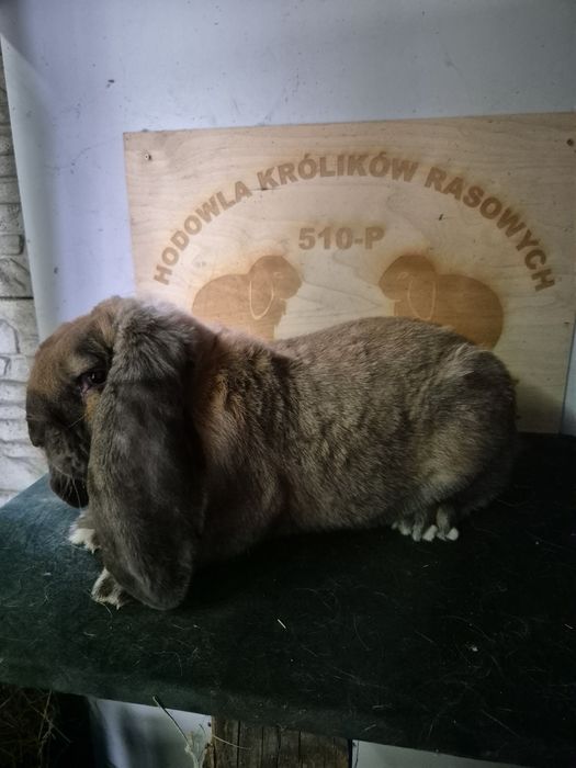 Baran Francuski Madagaskar samiec