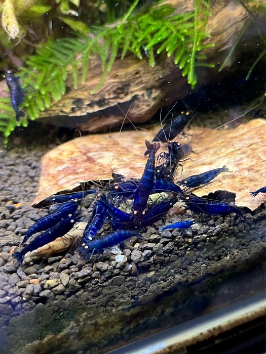 Krewetki Royal Tiger OE Caridina Niebieskie