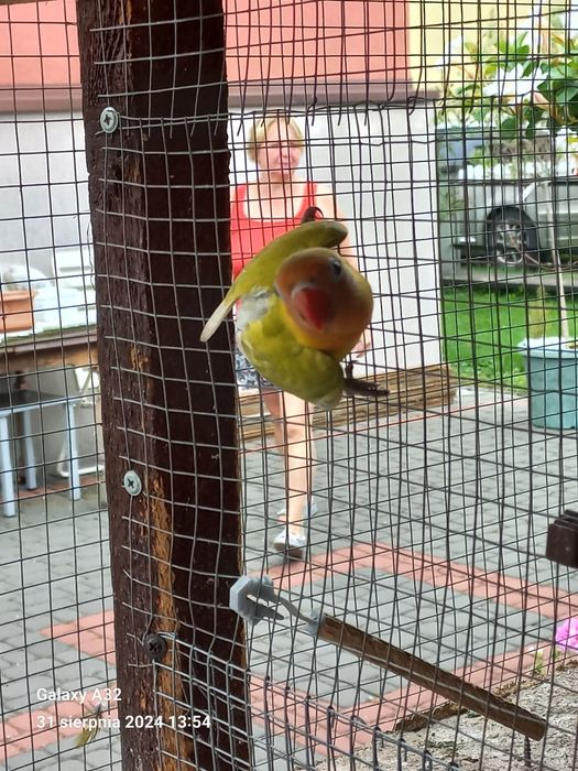 Sprzedam młodą Papugę Nierozłączkę Czerwonoczelną  z 2025r