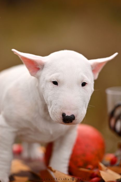 Мініатюрний бультерьер