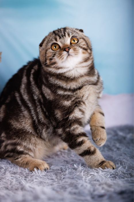 Мармурова дівчинка 4місяці