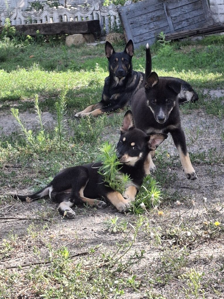 Цуценя в добрі ручки