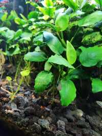 Anubias barterii