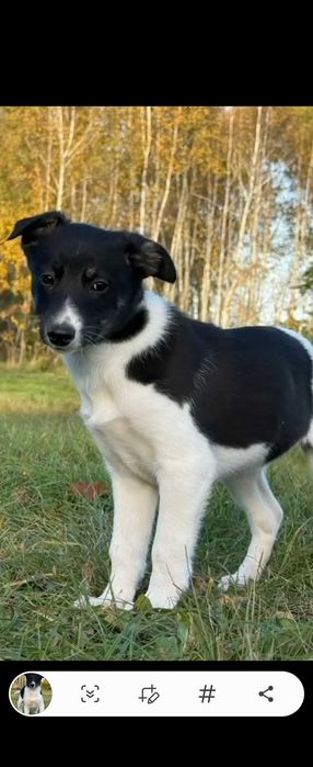 OREO szczeniak do adopcji