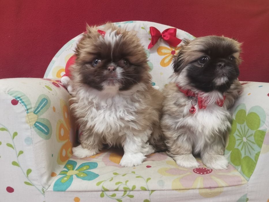 Pekińczyk Szczeniak Tricolor Nie Shih Tzu