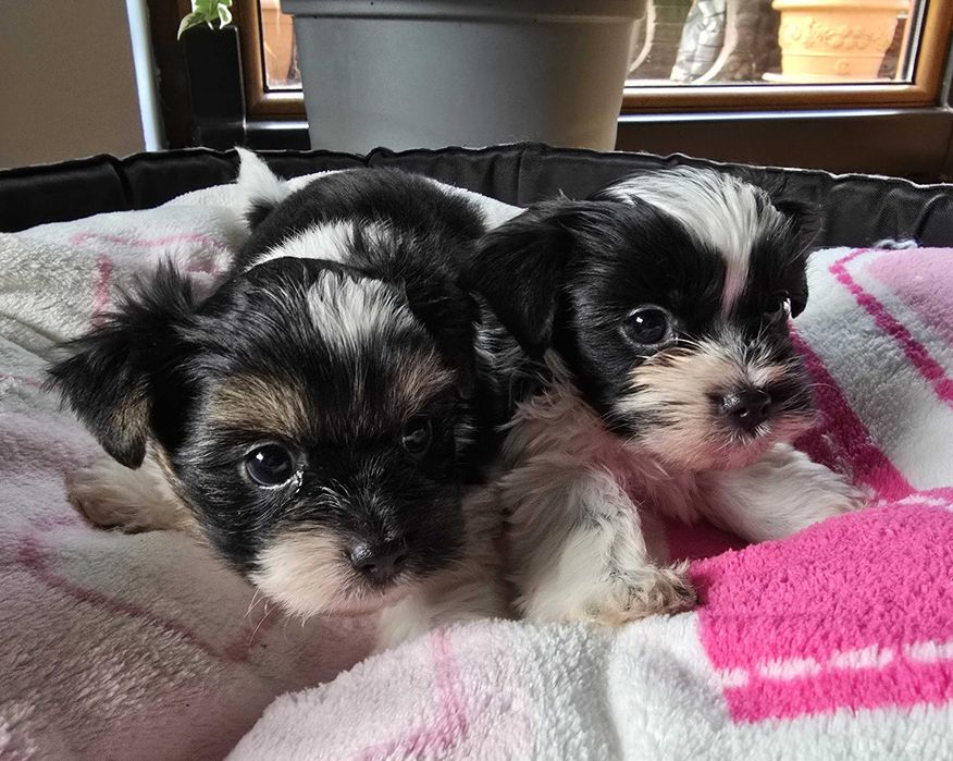 york biewer chłopak szczeniak