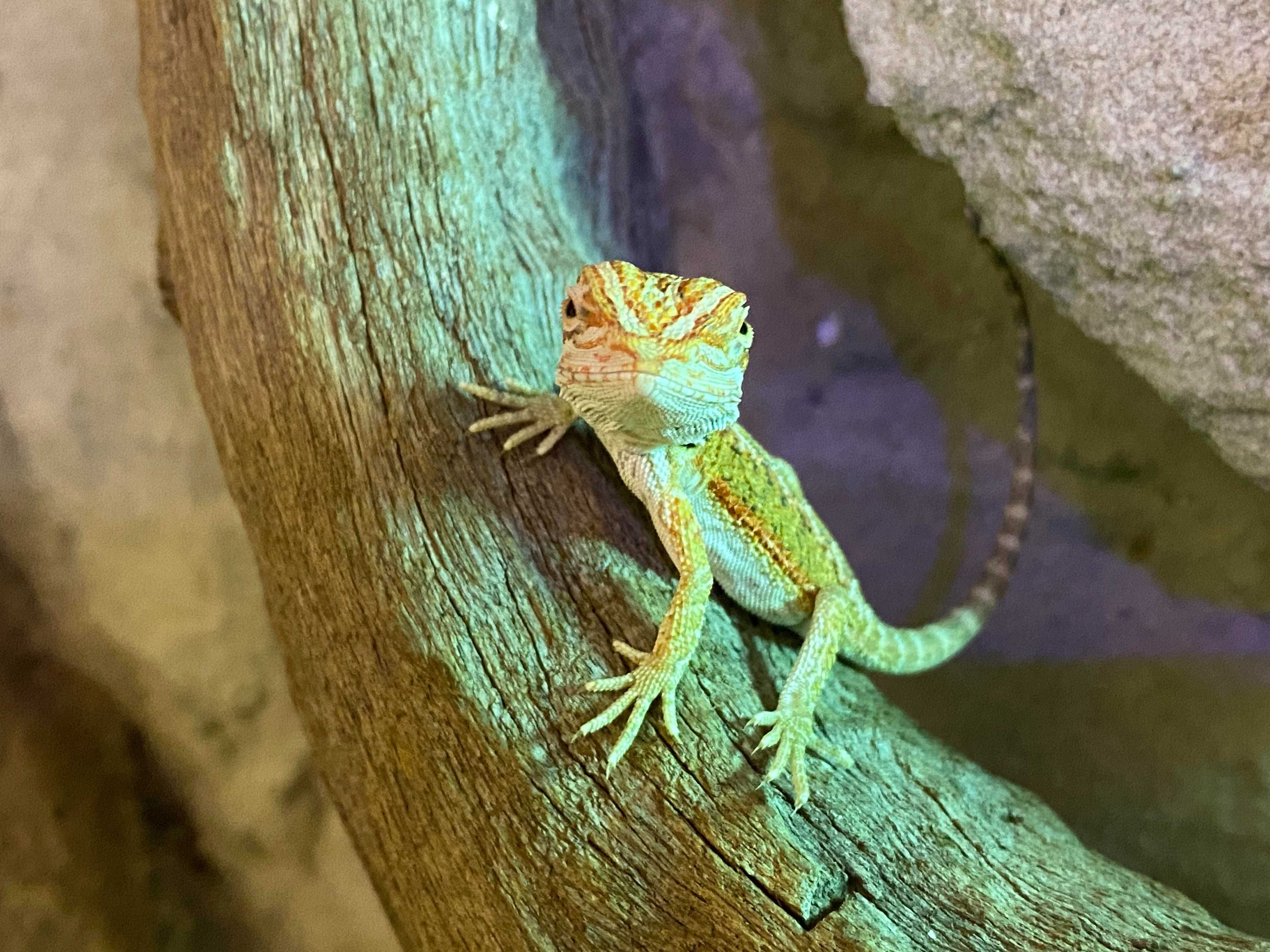 Agama brodata Pogona vitticeps jaszczurka dla początkujących