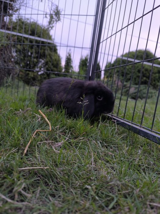 Królik mini lop samiec