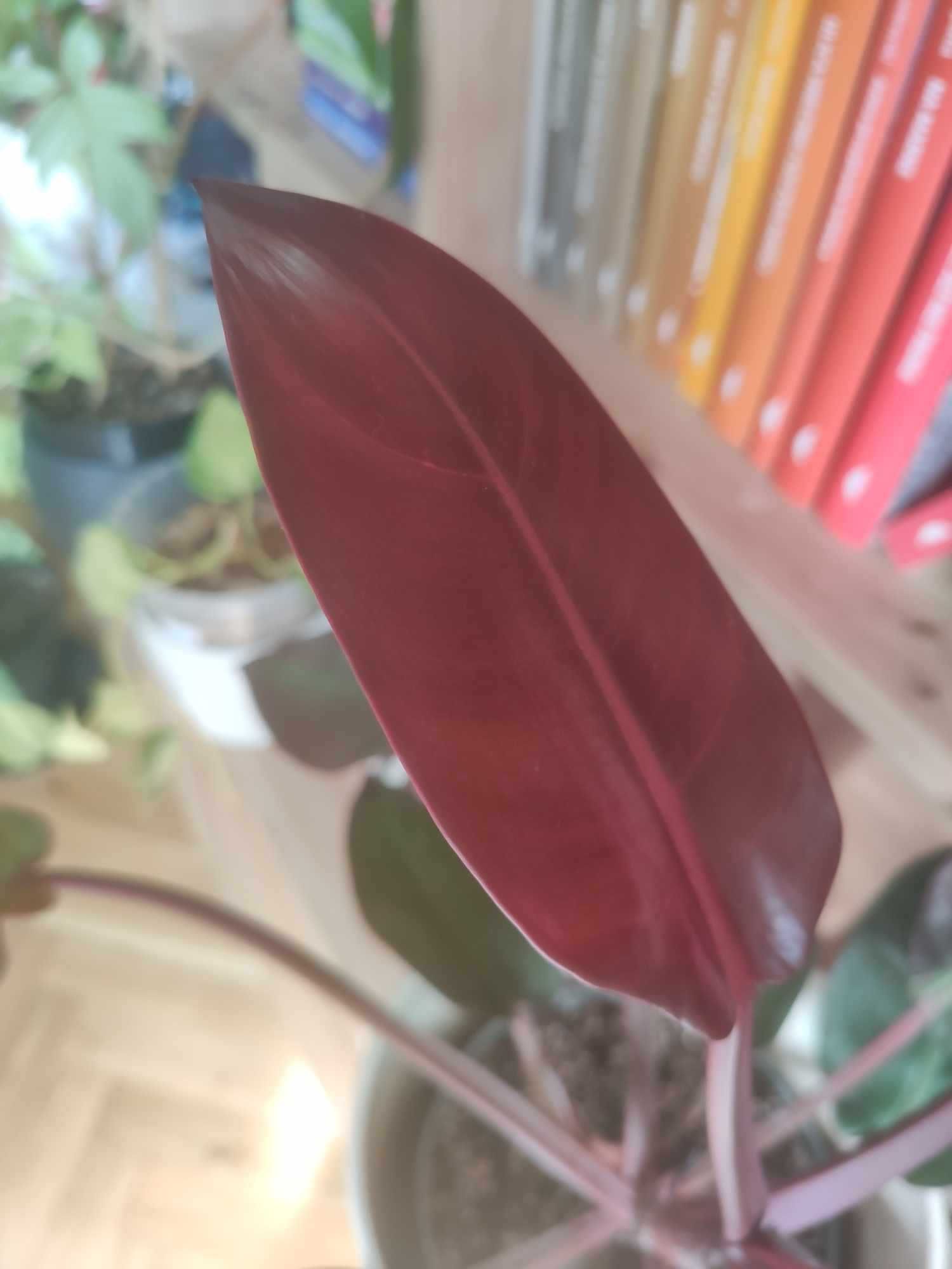 Roślina Doniczkowa - Philodendron Sun Red - Filodendron