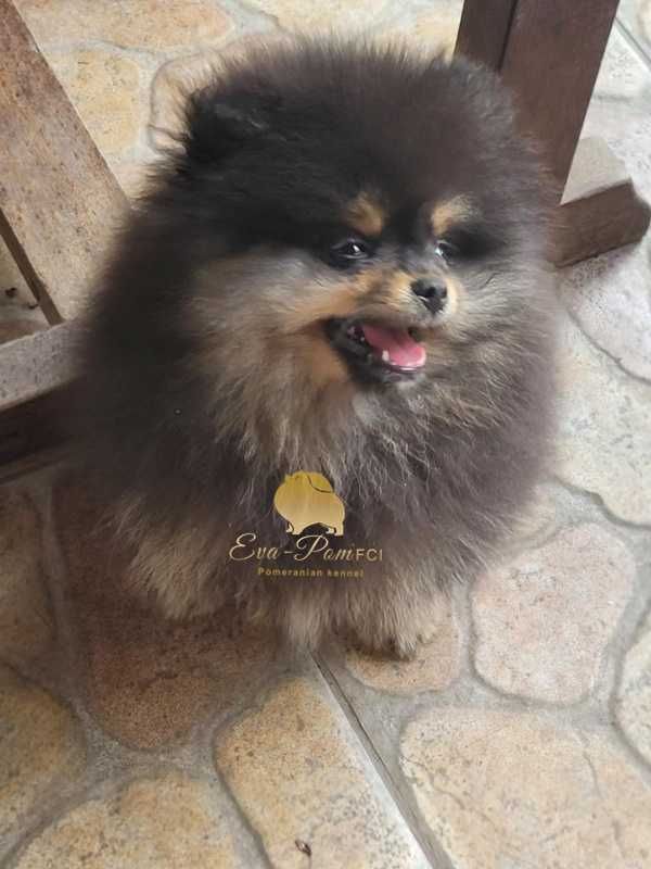 Suczka szpic miniaturowy pomeranian ZKwP FCI