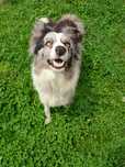Border Collie, Blue Merle, suczka