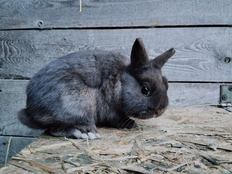 Samce karzełek Hawana