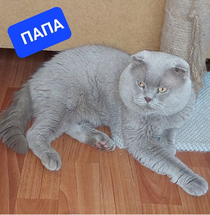 Чистокровная Шотландская вислоухая Девочка .