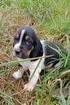 Basset hound pies Świętego Huberta