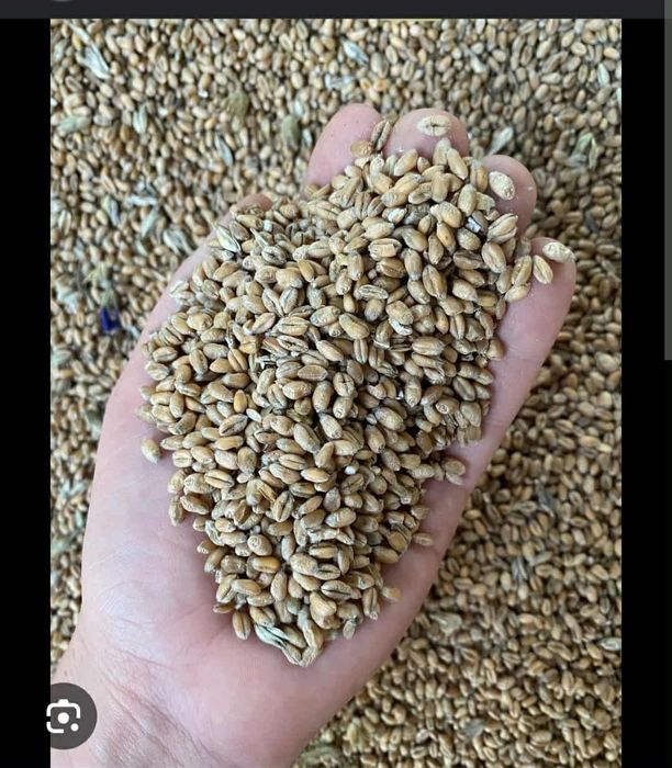 Pszenica ozima i pszenżyto  zbiór  2025