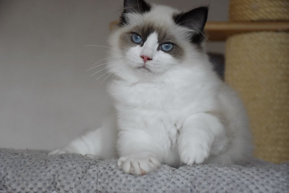 Kocurek Ragdoll z rodowodem - Winston, gotowy do odbioru
