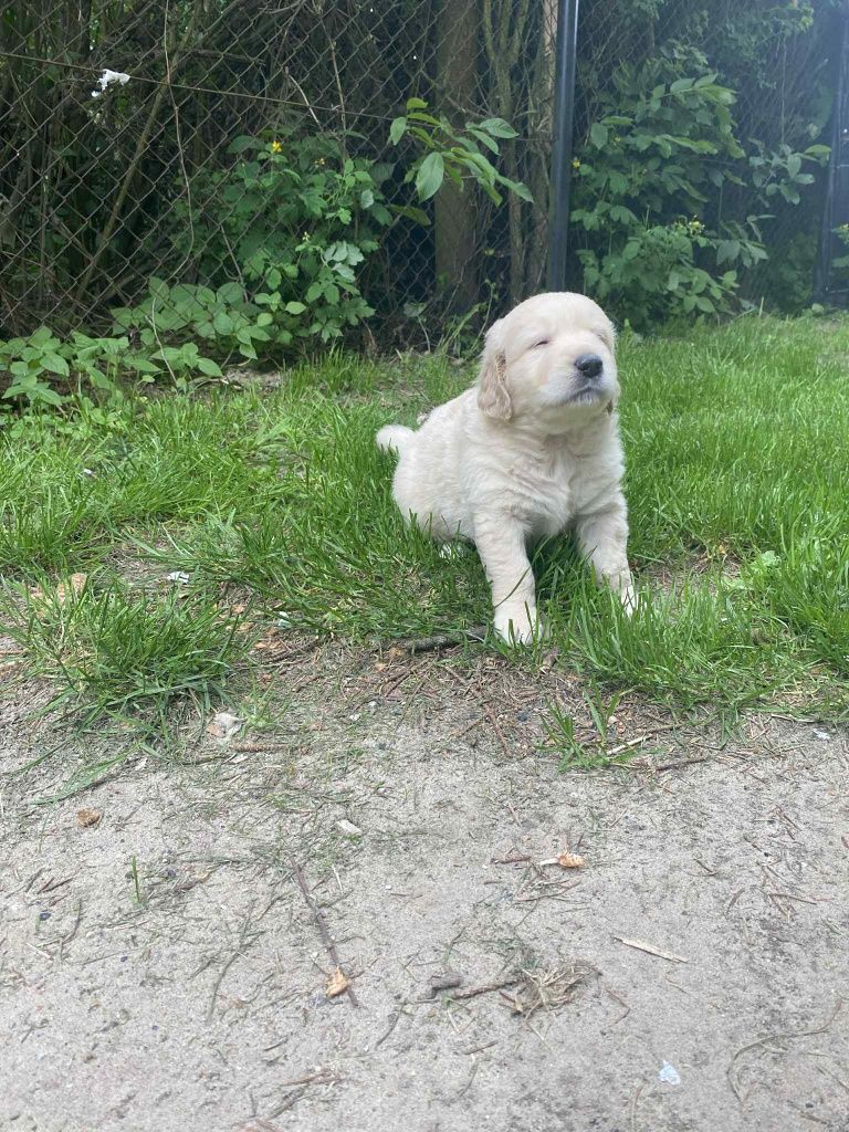 Golden Retriever piesek gotowy na nowy dom