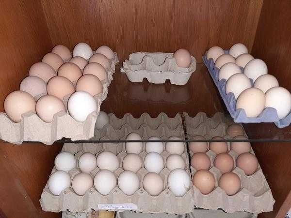ovos caseiros de galinhas ao ar livre