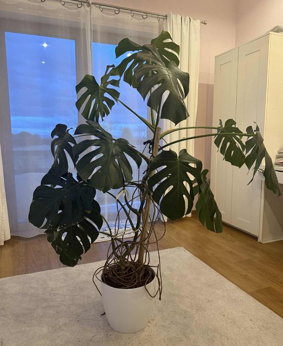 Kwiaty Monstera 150 cm