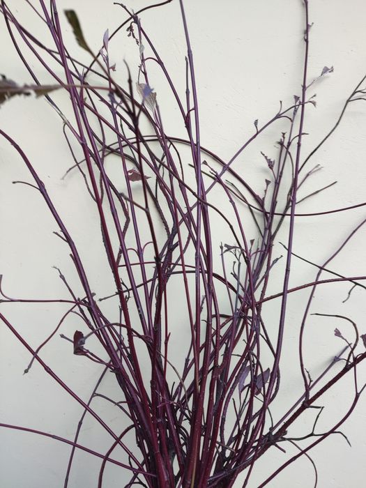 Czerwone gałązki patyczki derenia do stroików kompozycji