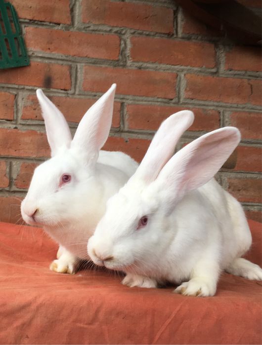 Кролі Термонська Біла ( Термонці)