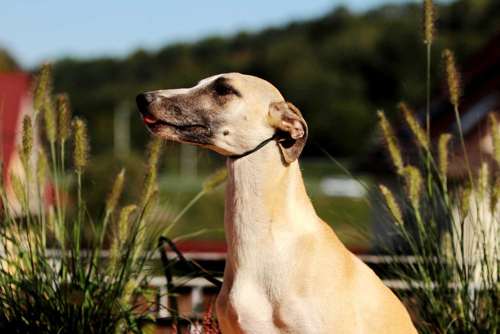 Whippet Chart Angielski, ZKwP/FCI, cudna sunia SATI