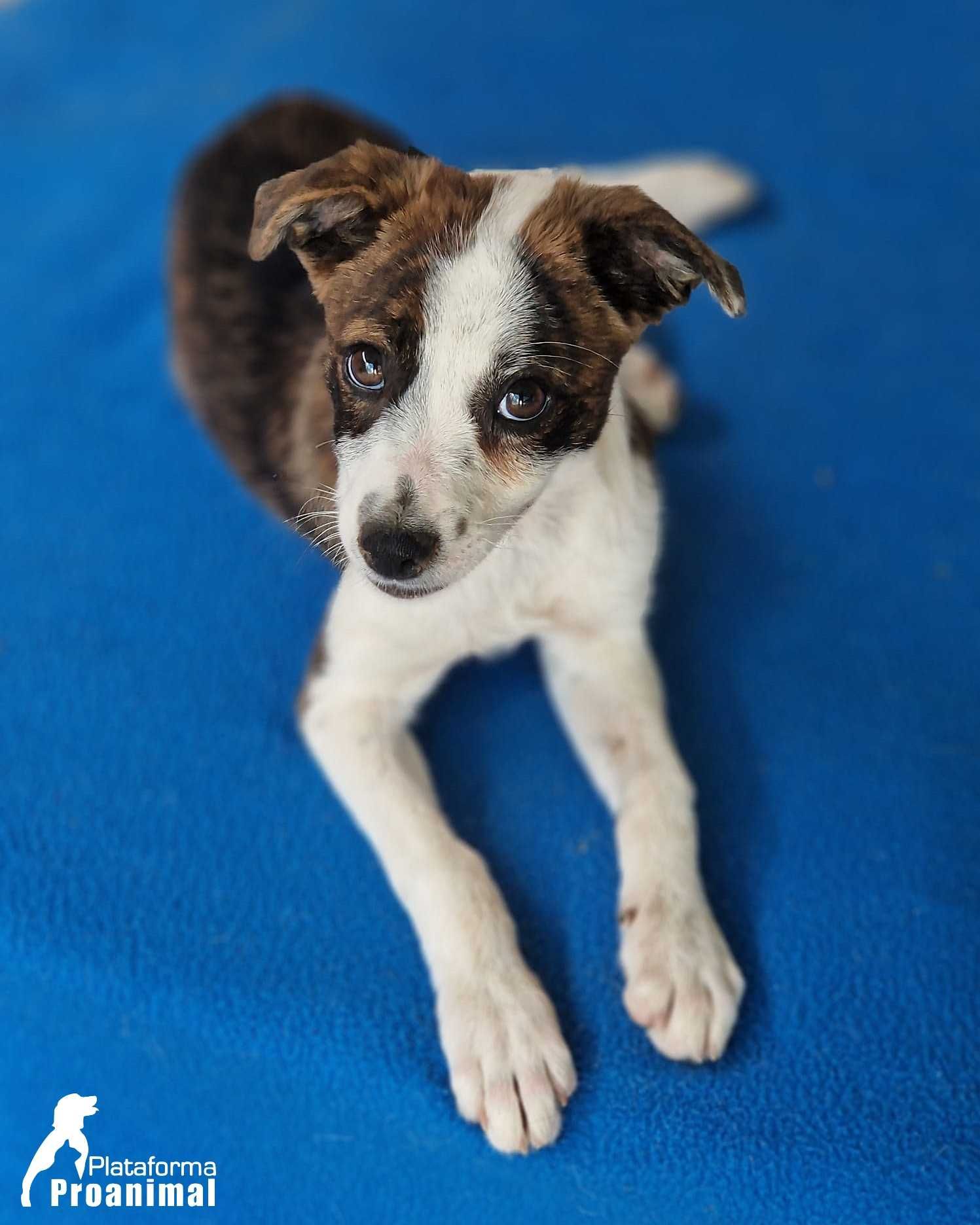 PIPO - Cãozinho Bebe para Adoção