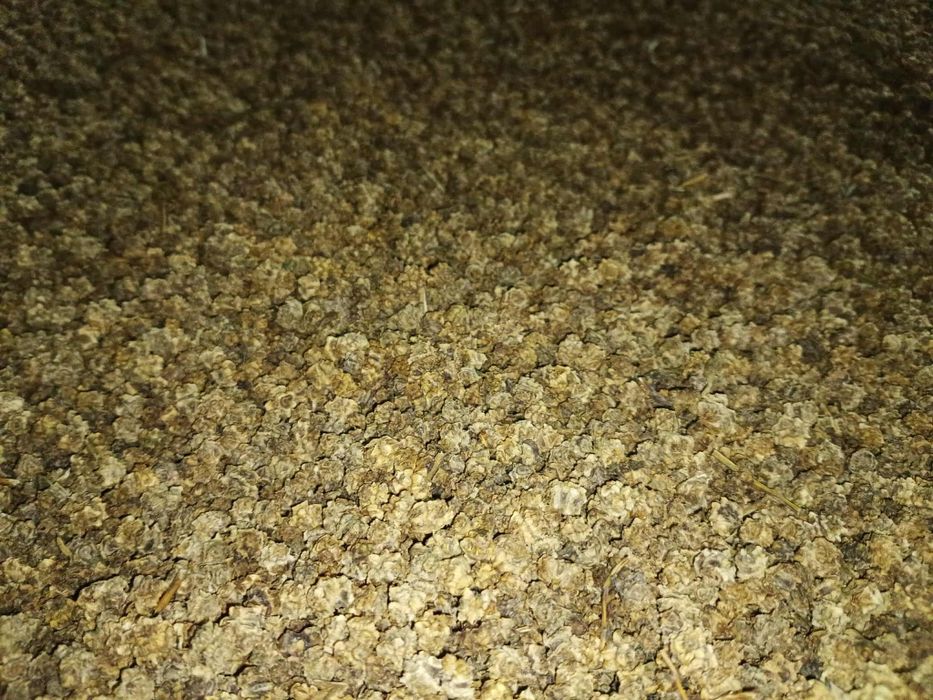 Nasiona buraka pastewnego