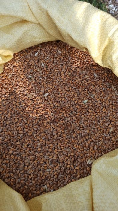 Pszenica ozima Bataja, zboże, mąke,