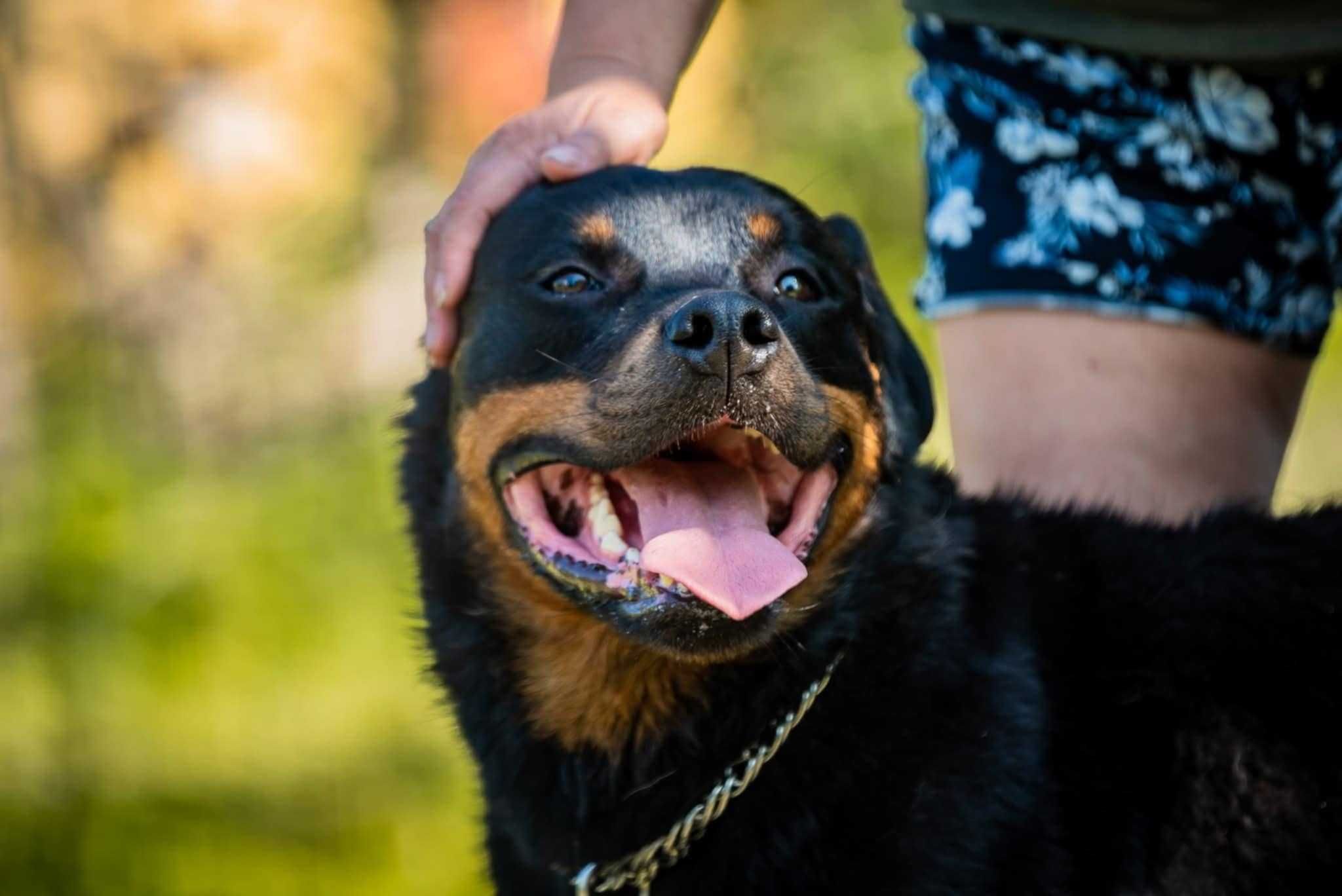 Hamer- wojenny uchodźca, rottweiler do adopcji