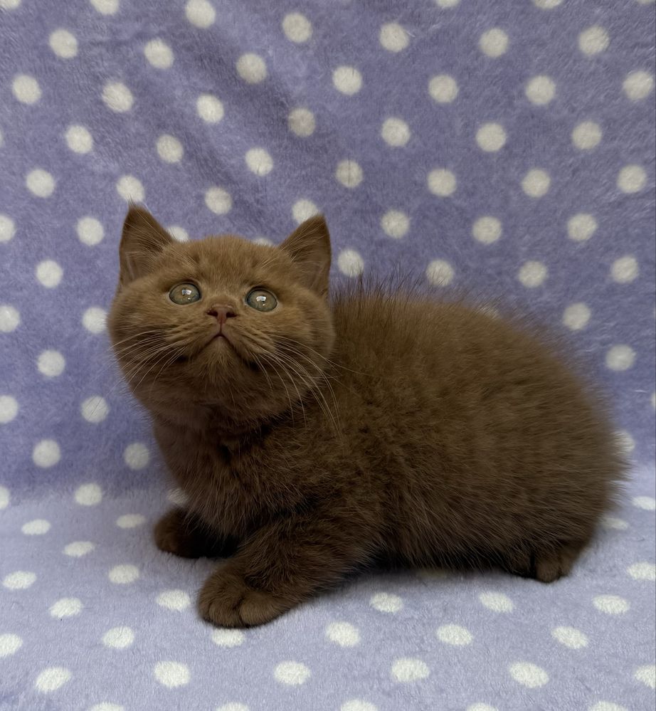 British shorthair cinnamon