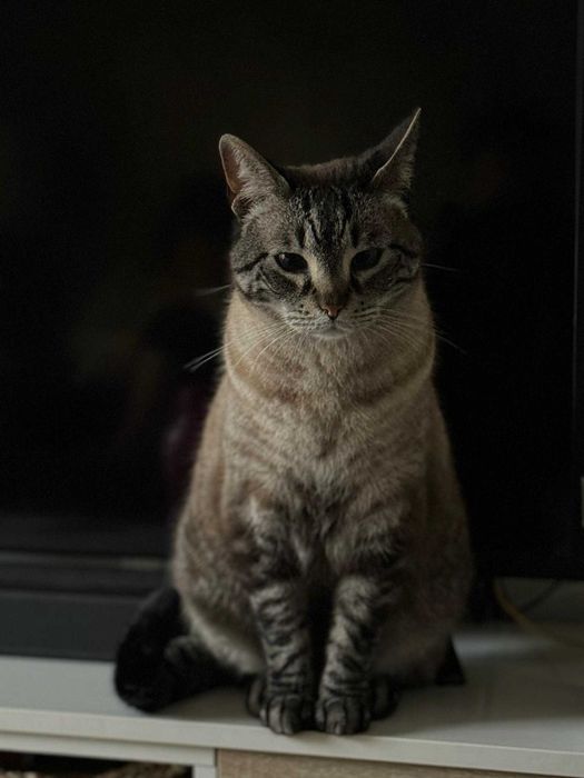 Gato para adoção consciente