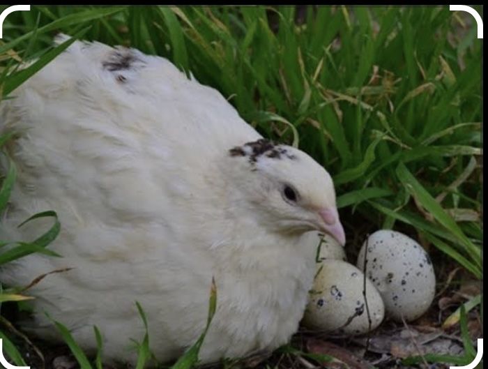 Інкубаційне яйце