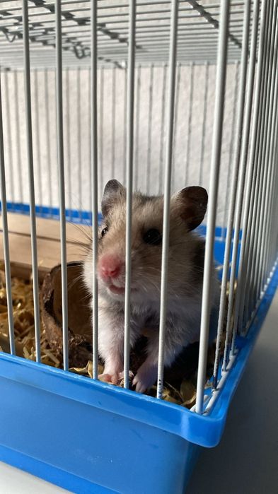 Hamsters com gaiolas completas