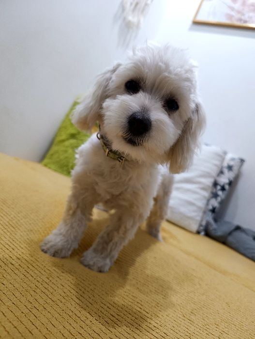 Maltipoo piękna unikatowa śnieżnobiała suczka. Gotowa do odbioru.