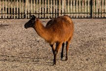 LAMA, lama, sprzedam lamę