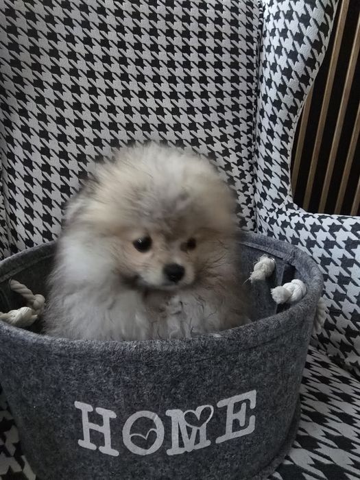 Szpic minaturowy pomeranian suczka