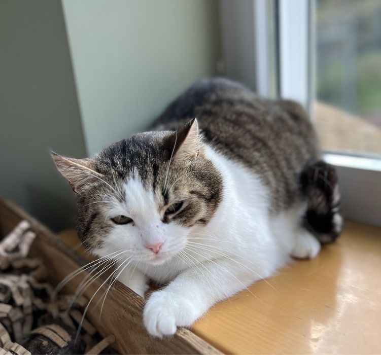 Cudowna kotka Malinka szuka domku