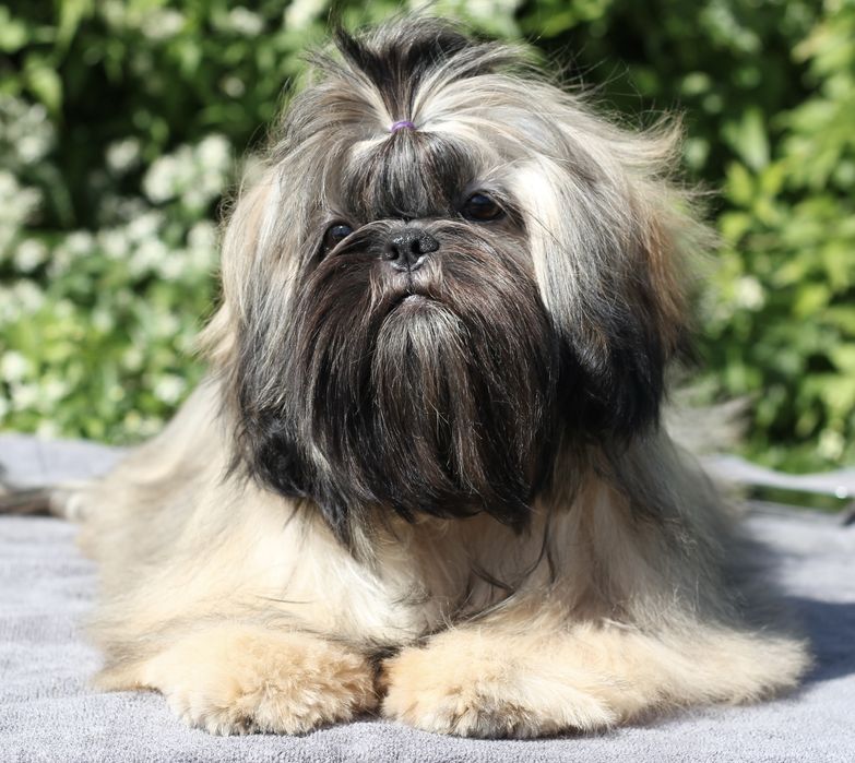 Неймовірна красуня, має вже титри антитіл до сказу