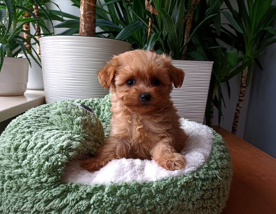 Maltipoo - urocze