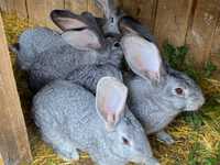 Кролики породи європейська шиншила