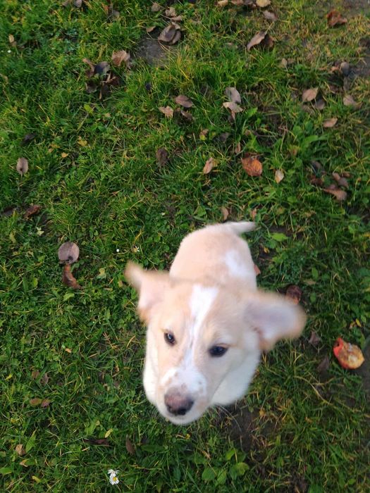 Piesek,szczeniaki do wydania  za darmo