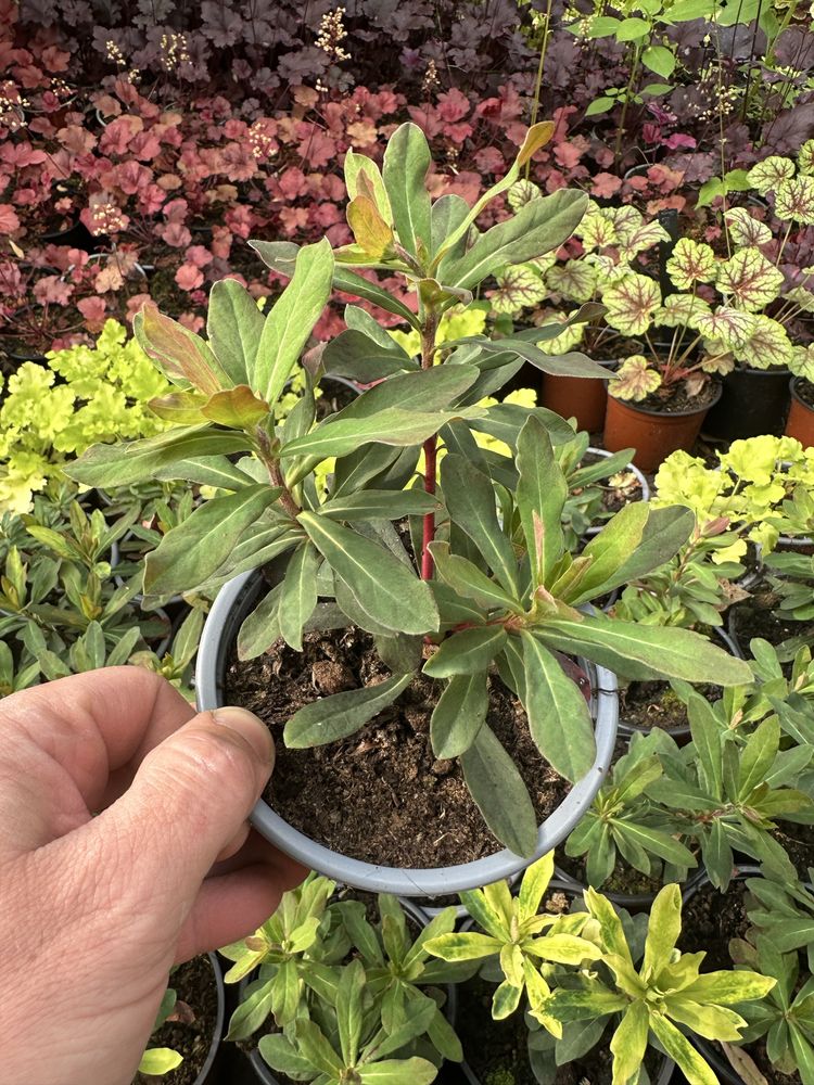 Wilczomlecz migdałolistny Euohorbia amygdaloides Purpurea i Ascot Rain