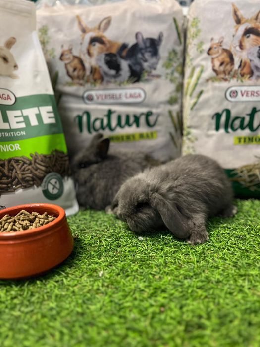 Coelhos Anões Mini lop - Loja!!